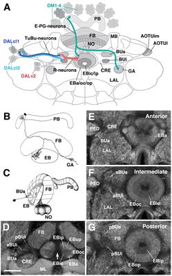 Neuronal Constituents and Putative Interactions Within the Drosophila Ellipsoid Body Neuropil